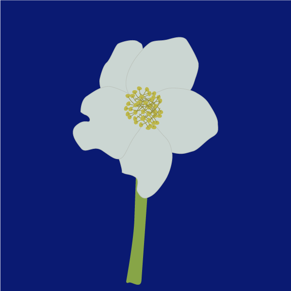 Helleborus niger image