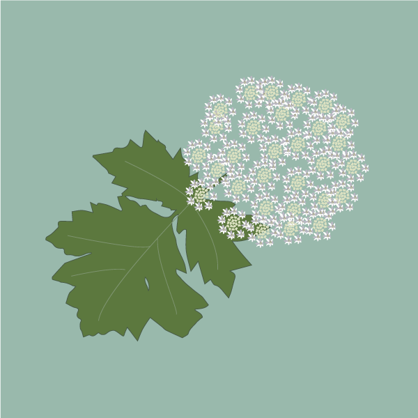 Heracleum mantegazzianum image