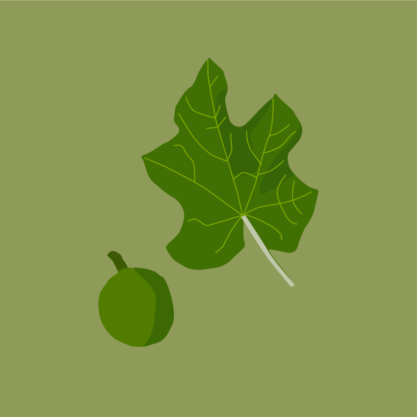 jatropha_curca