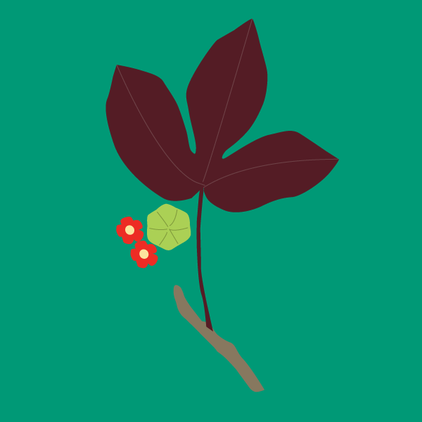 jatropha_gossypifolia