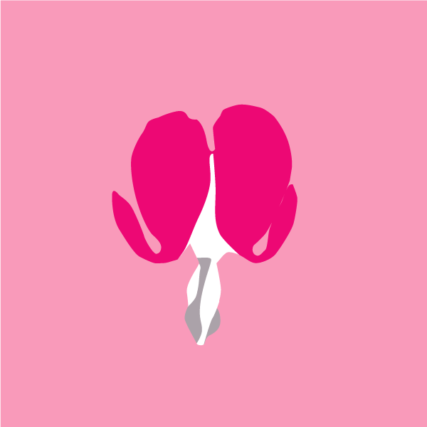 Lamprocapnos spectabilis image