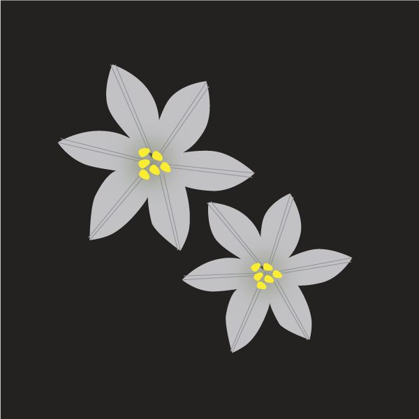 Ornithogalum umbellatum image