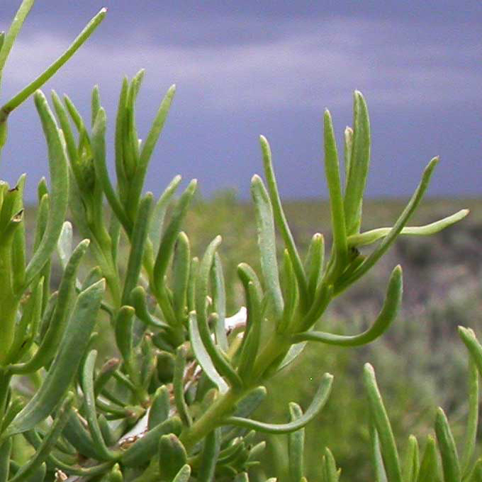 toxic plant finder a-z greasewood found: mountains, xerophyte