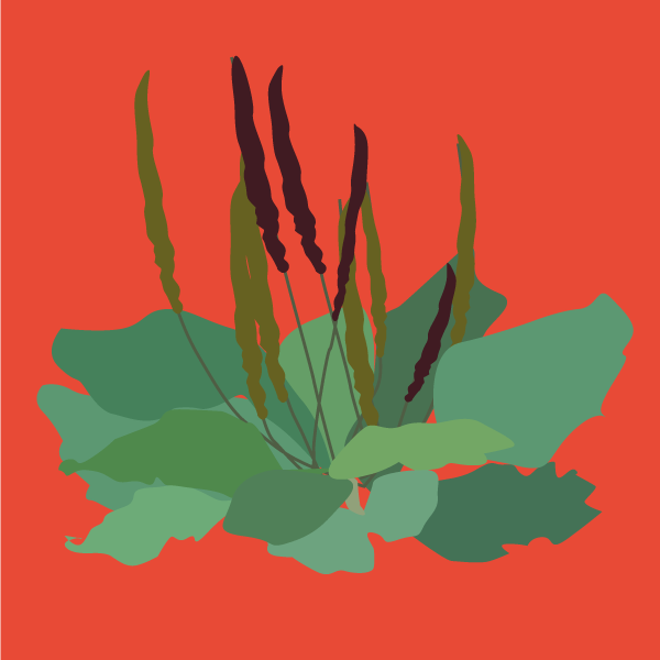 plantago_major