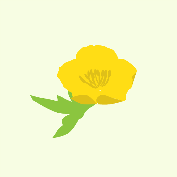 Ranunculus acris image