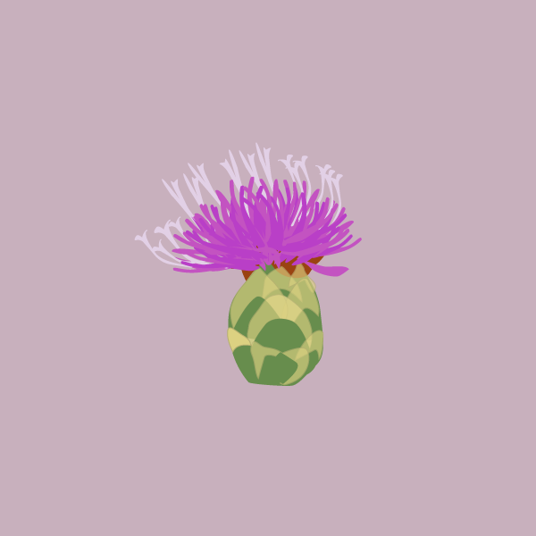 Rhaponticum repens image