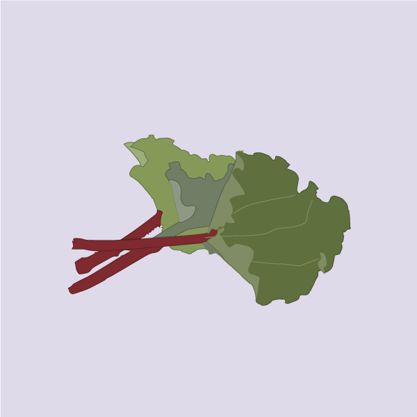 Rheum rhabarbarum image