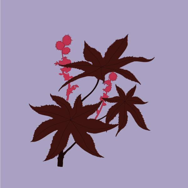 ricinus_communis
