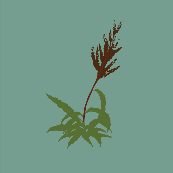 Rumex crispus  image