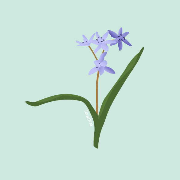 Scilla spp image