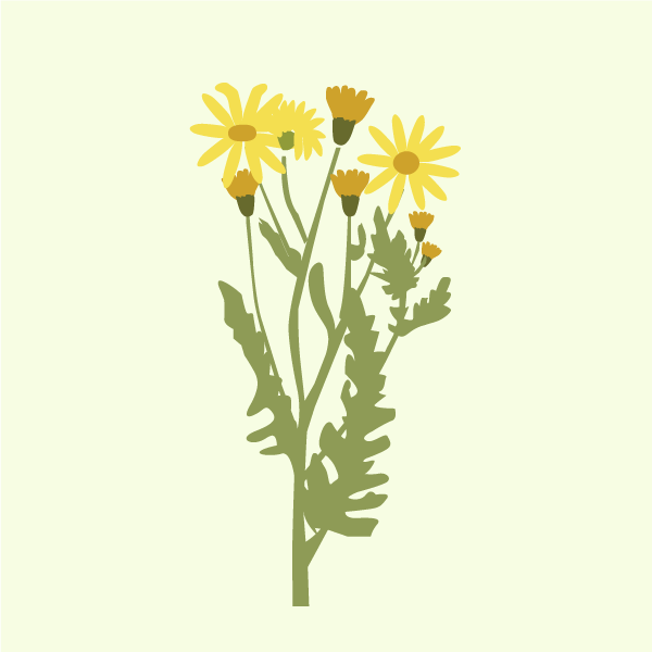 Senecio jacobaea  image