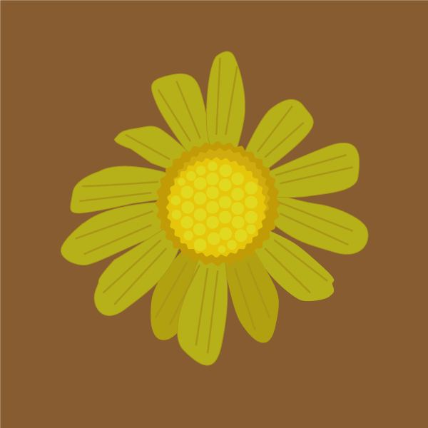 Senecio madagascariensis image
