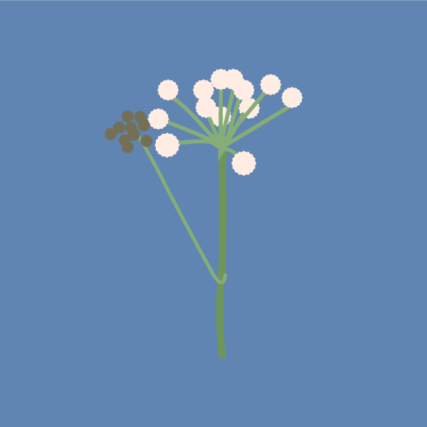 Sphenosciadium image
