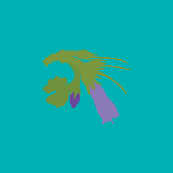 Symphytum officinale image