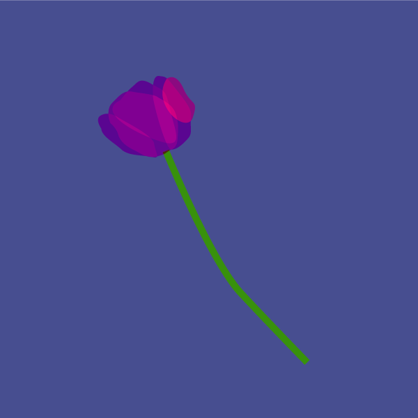 tulipa