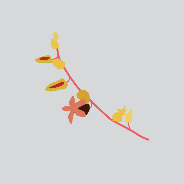 Tylecodon spp image
