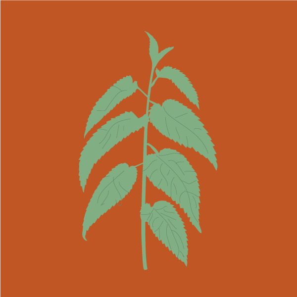 urtica_dioica