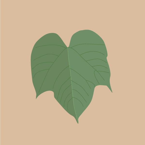 vernicia_fordii