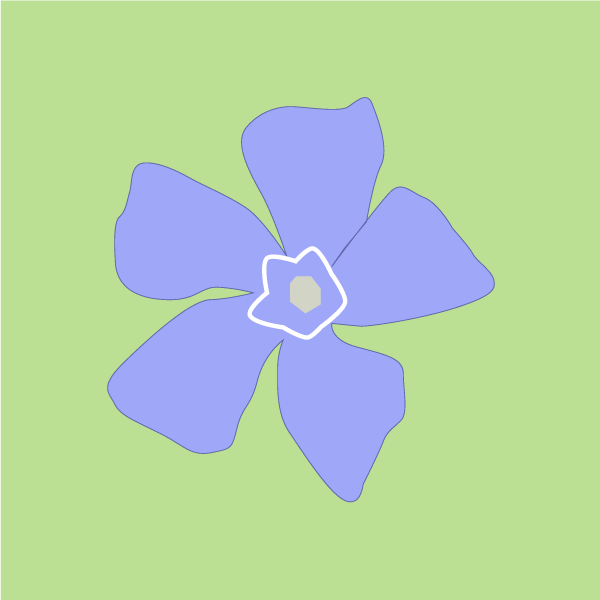Vinca spp image