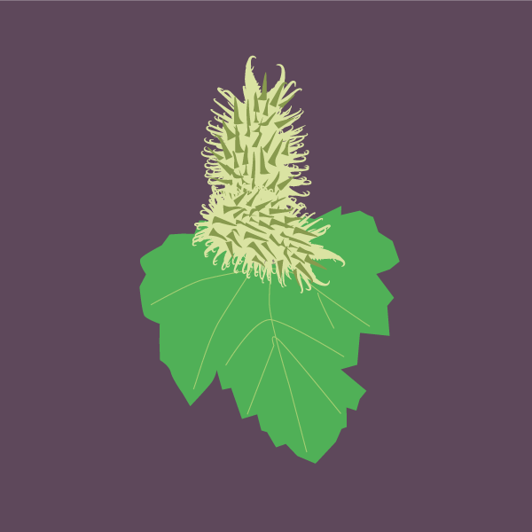 Xanthium strumarium image