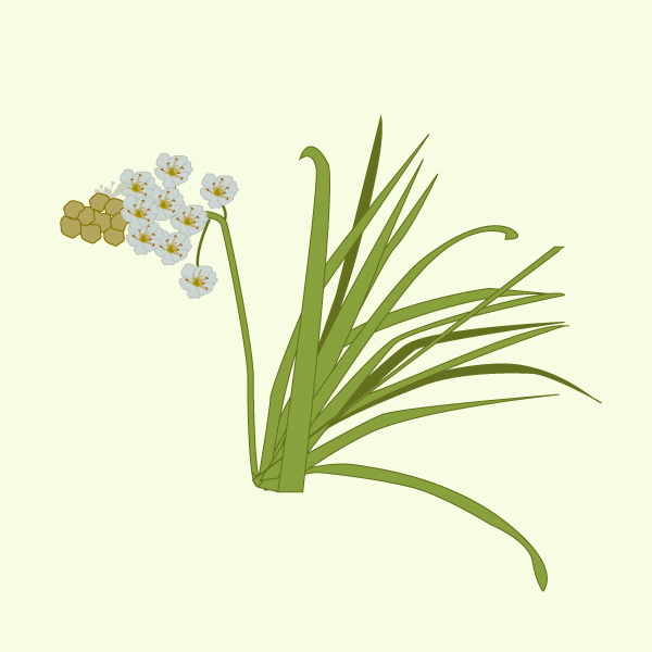 zigadenus_venenosus