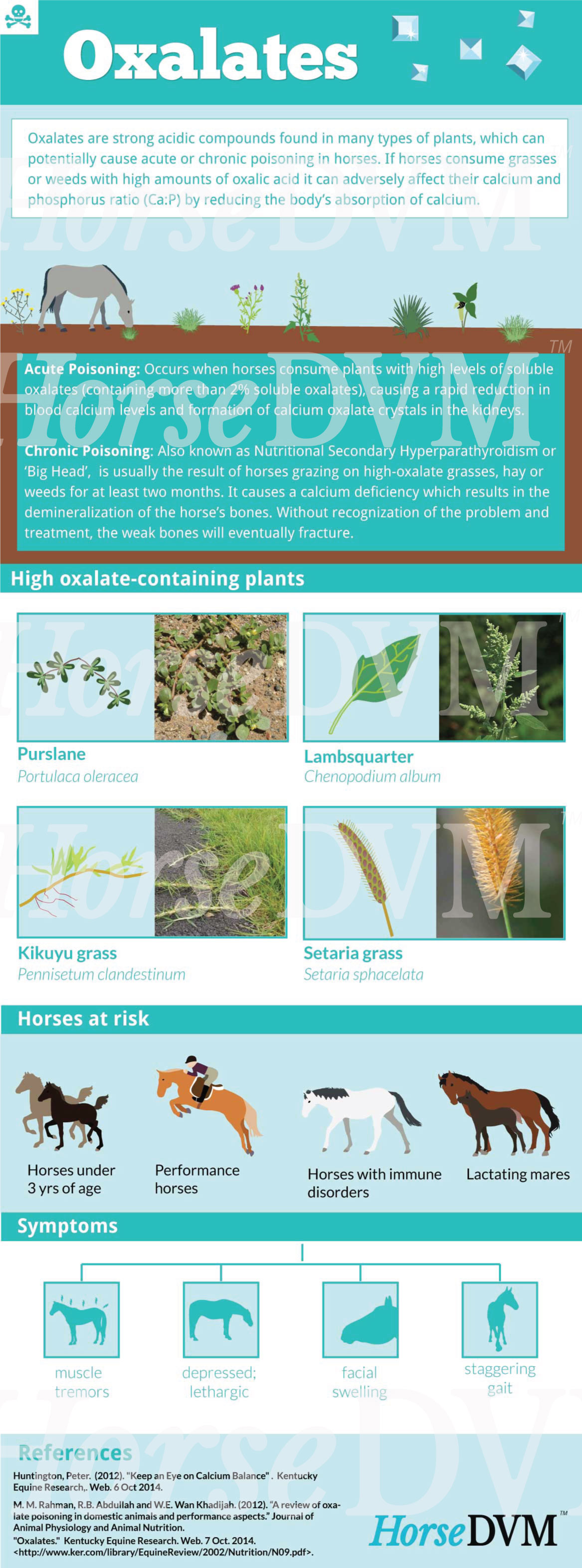 HorseDVM - horsedvm-oxalate-poisoning-in-horses