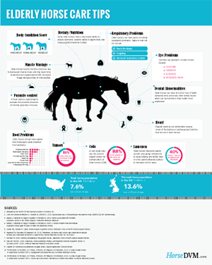 Elderly Horse Care Tips image