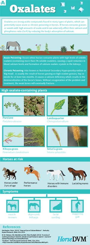 Oxalate Poisoning in Horses image