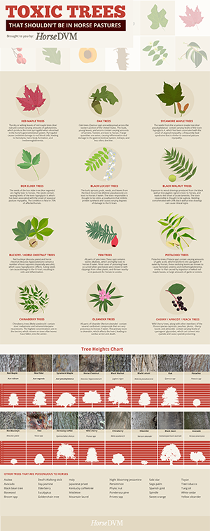 Toxic Trees That Shouldn't be in Horse Pastures image