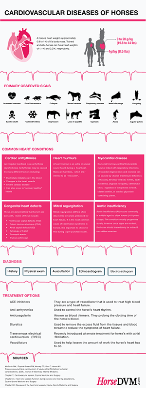 Cardiovascular Conditions in Horses image